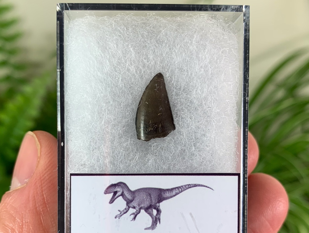 Theropod Tooth, France #01