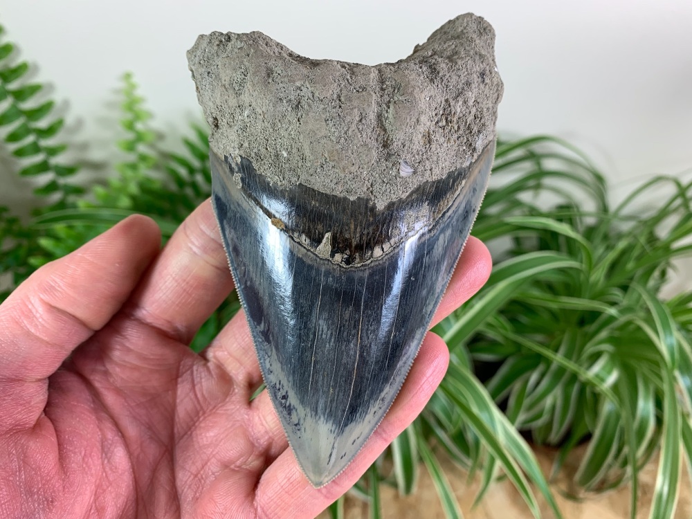Megalodon Tooth, Indonesia - 4.94 inch #04