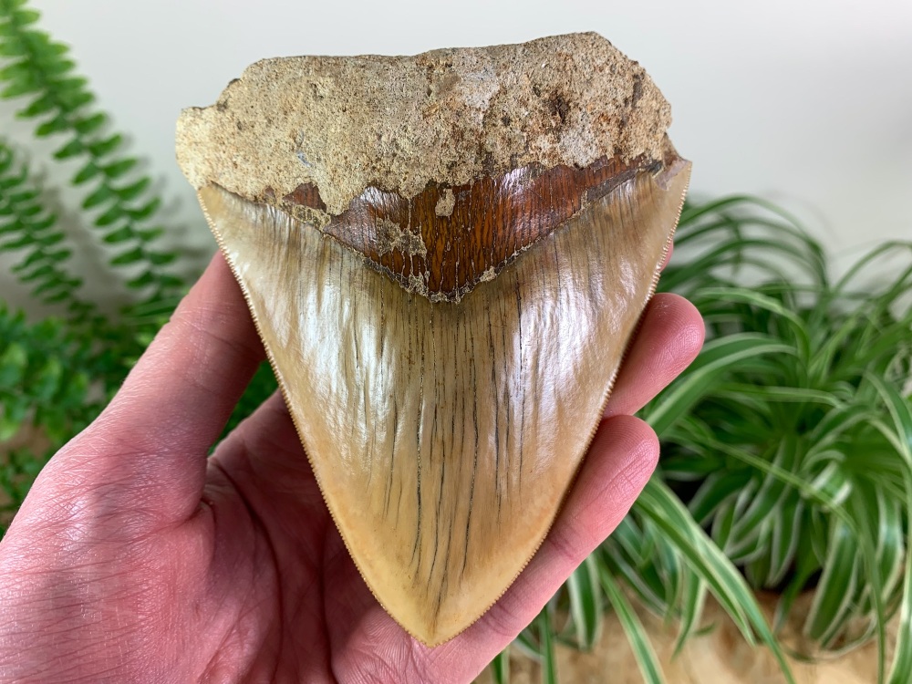 Megalodon Tooth, Indonesia - 4.75 inch #05