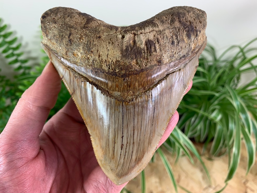 Megalodon Tooth, Indonesia - 4.94 inch #06