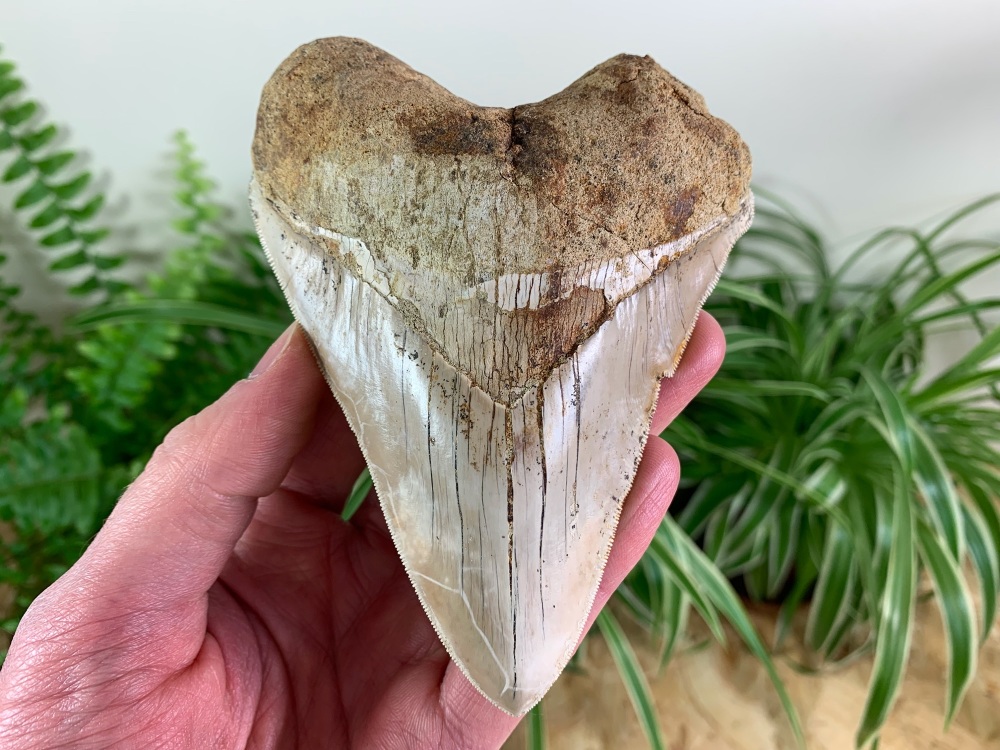 Megalodon Tooth, Indonesia - 4.94 inch #07