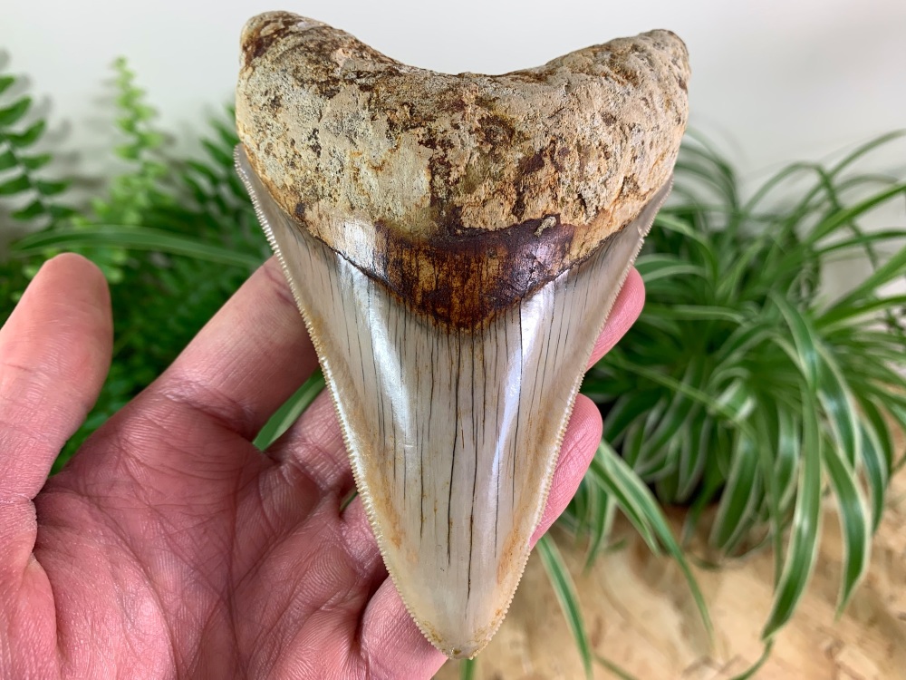 Megalodon Tooth, Indonesia - 5.13 inch #08