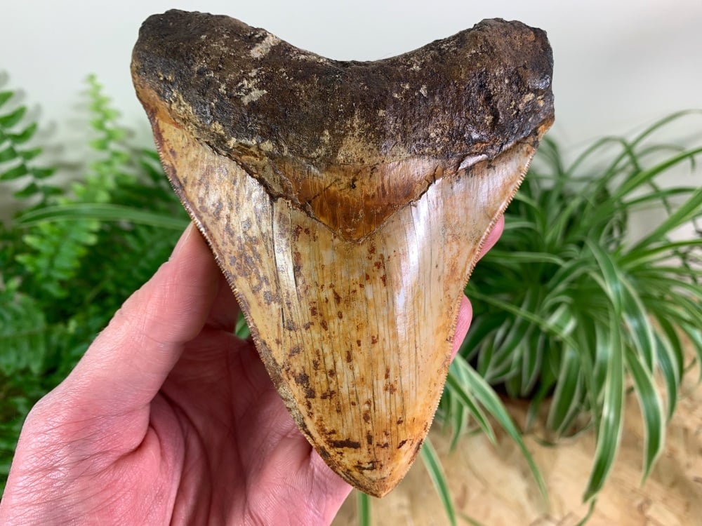 Megalodon Tooth, Indonesia - 5.63 inch #09