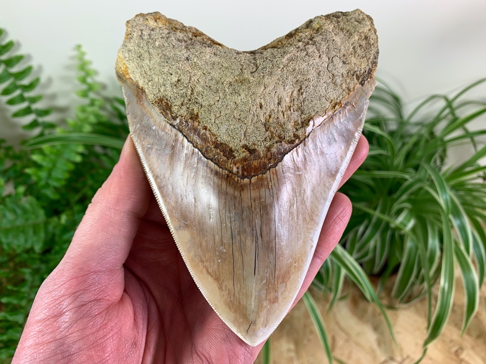 Megalodon Tooth, Indonesia - 5.63 inch #10