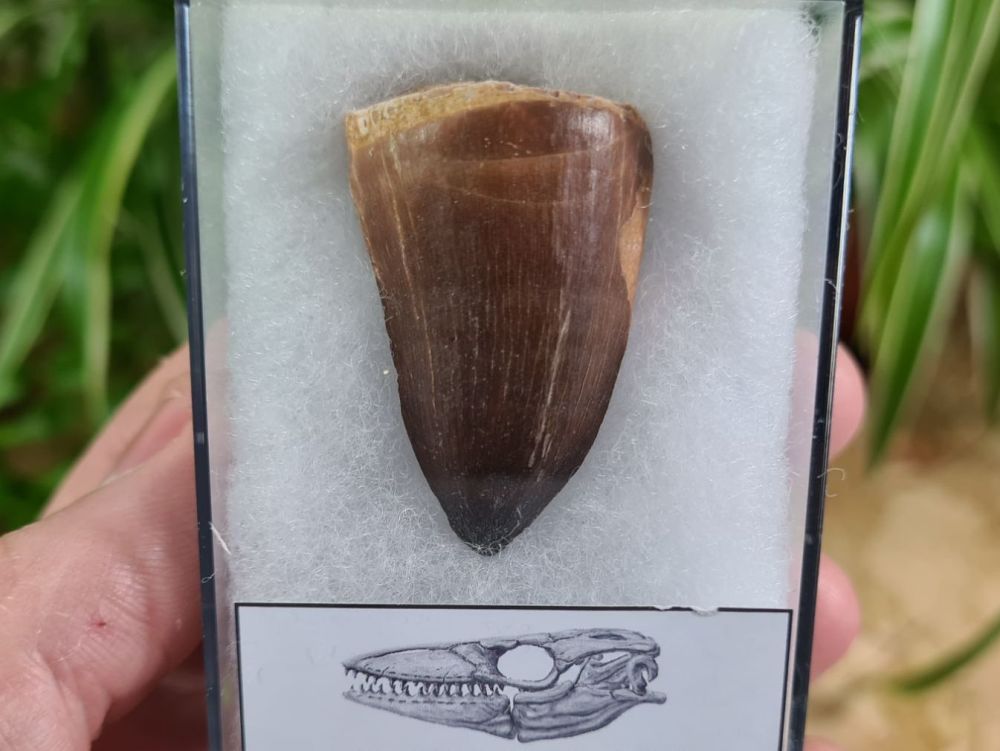 Mosasaur Tooth (1.53 inch) #01