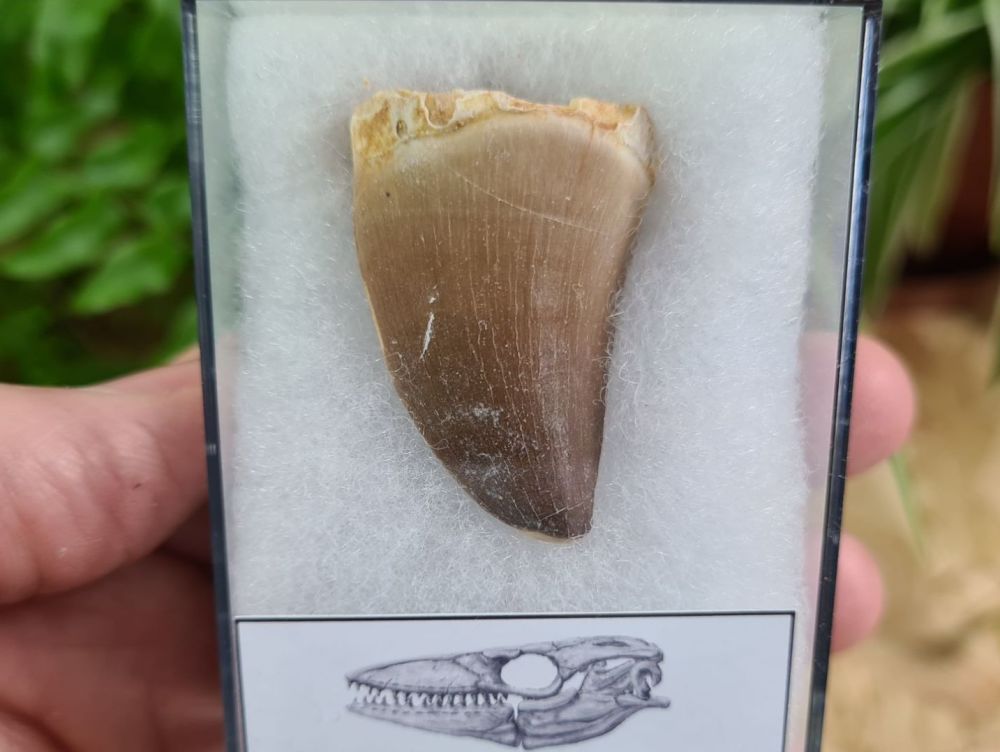 Mosasaur Tooth (1.53 inch) #02