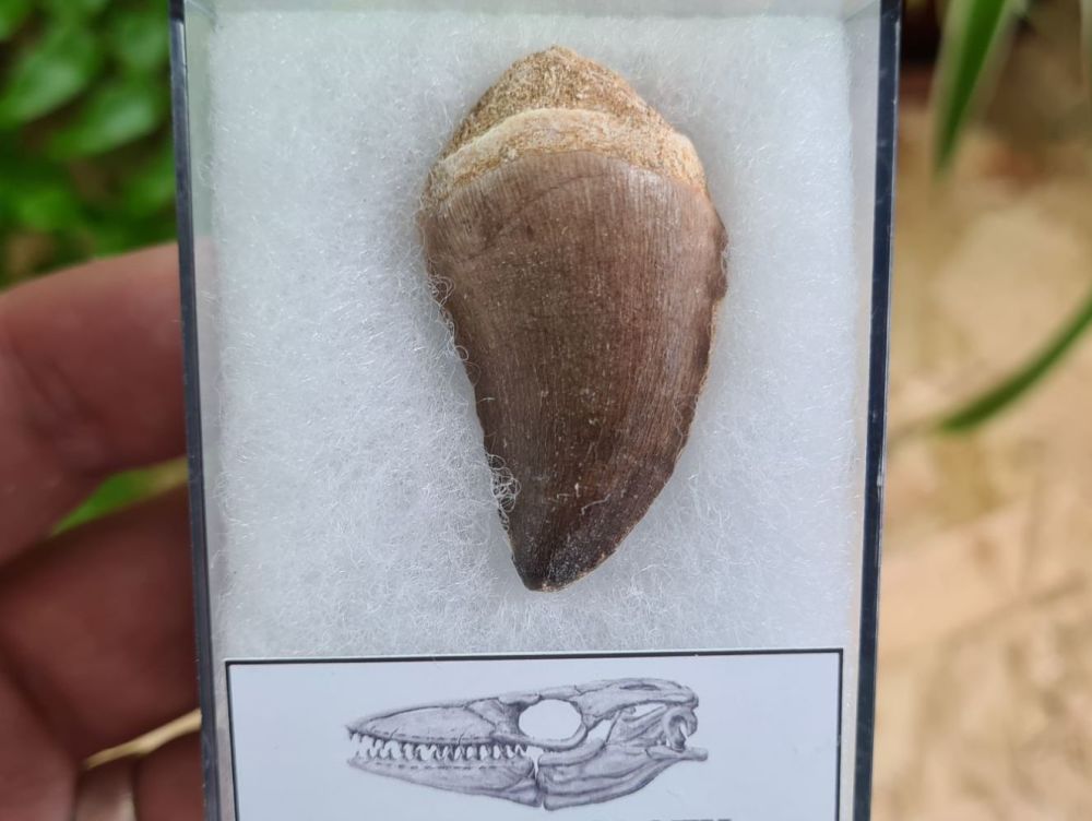 Mosasaur Tooth (1.53 inch) #04