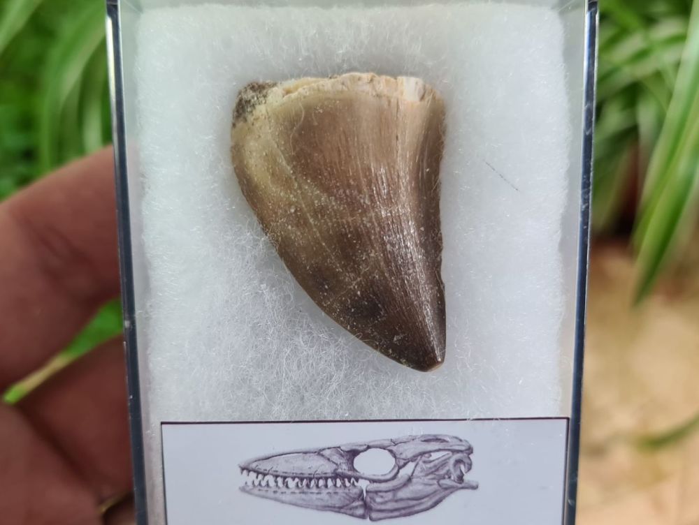 Mosasaur Tooth (1.37 inch) #06