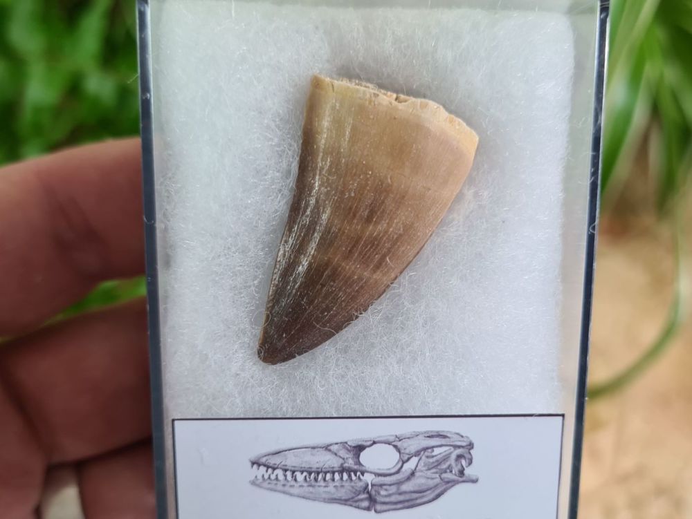 Mosasaur Tooth (1.37 inch) #09