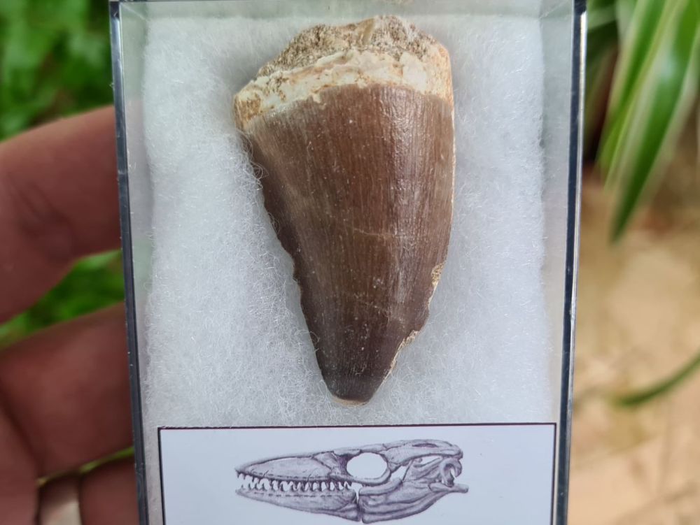 Mosasaur Tooth (1.73 inch) #10
