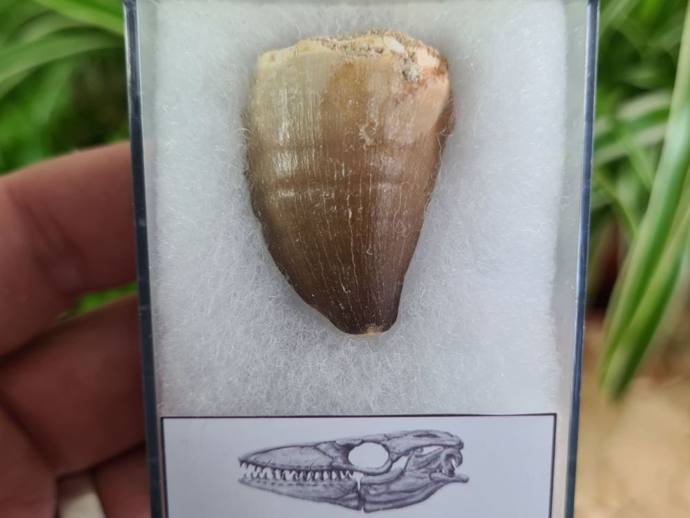 Mosasaur Tooth (1.37 inch) #11