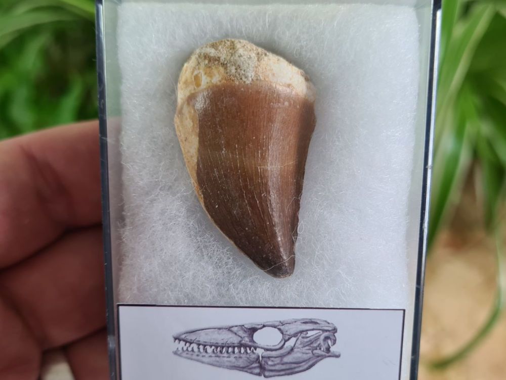 Mosasaur Tooth (1.37 inch) #12