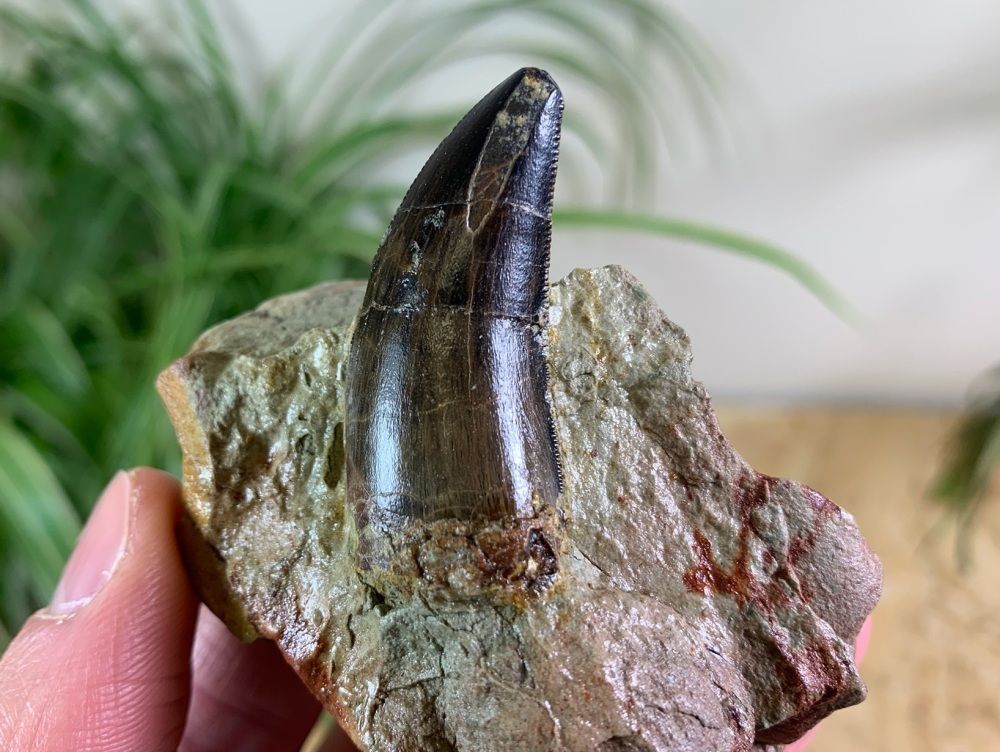 Dino Fossils UK Huge Selection of Fossils For Sale.