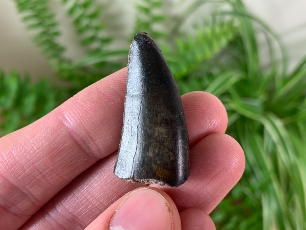 RARE Theropod Tooth (Eocarcharia dinops?) #01