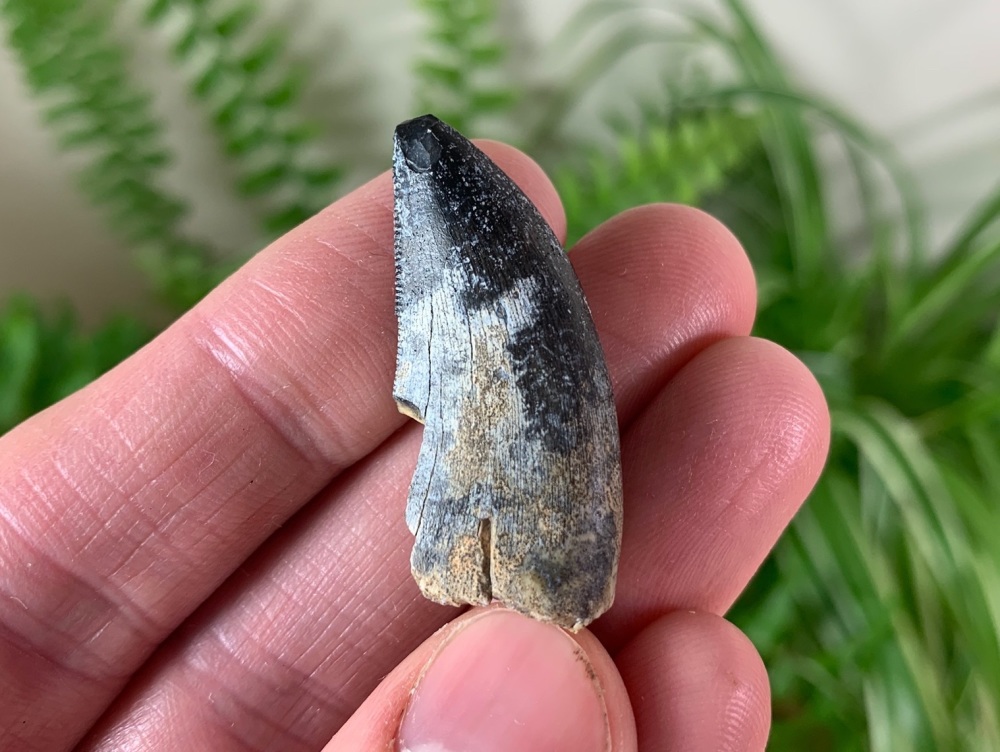 RARE Theropod Tooth (Eocarcharia dinops?) #02