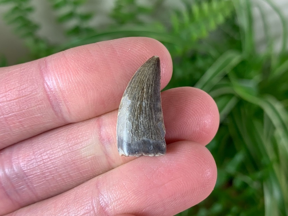 Timurlengia Tyrannosauroid Tooth #01