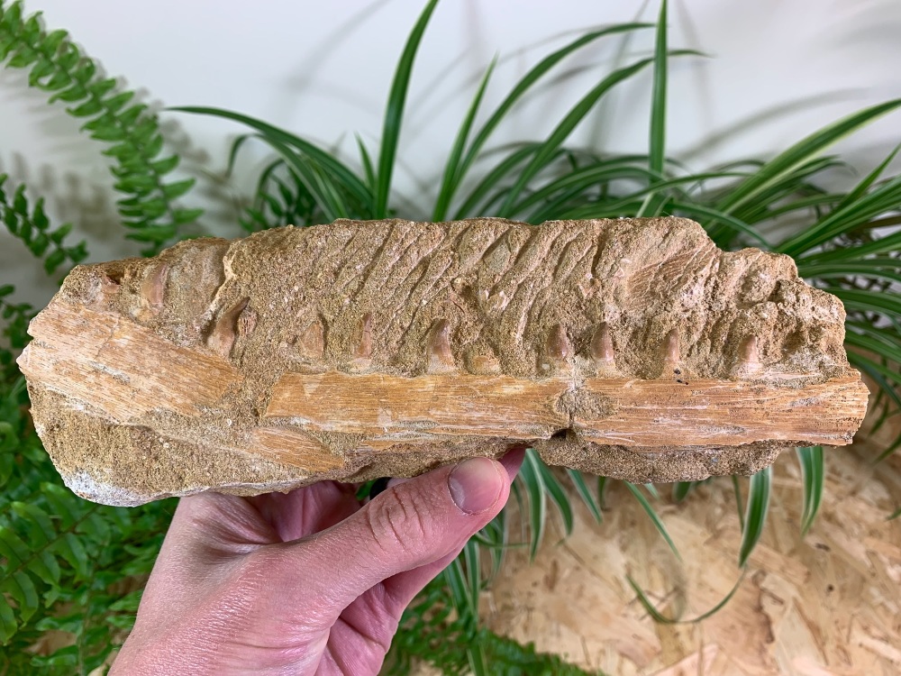 Mosasaur Jaw with Teeth  #02