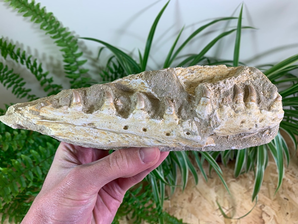 Mosasaur Jaw with Teeth  #03