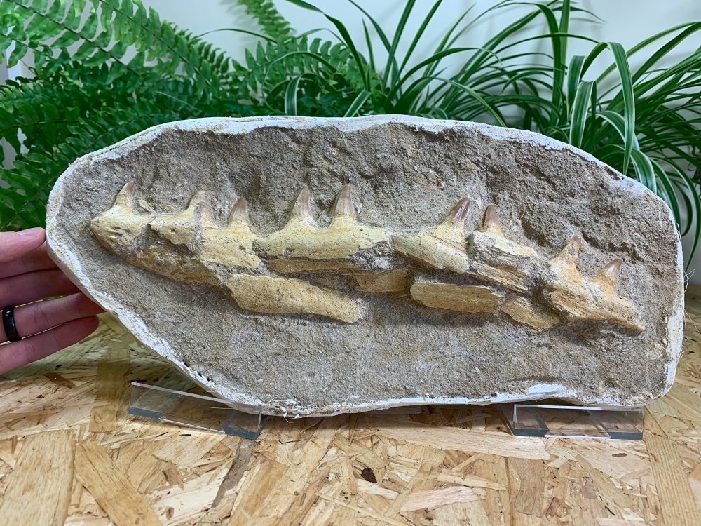 Mosasaur Jaw with Teeth  #05