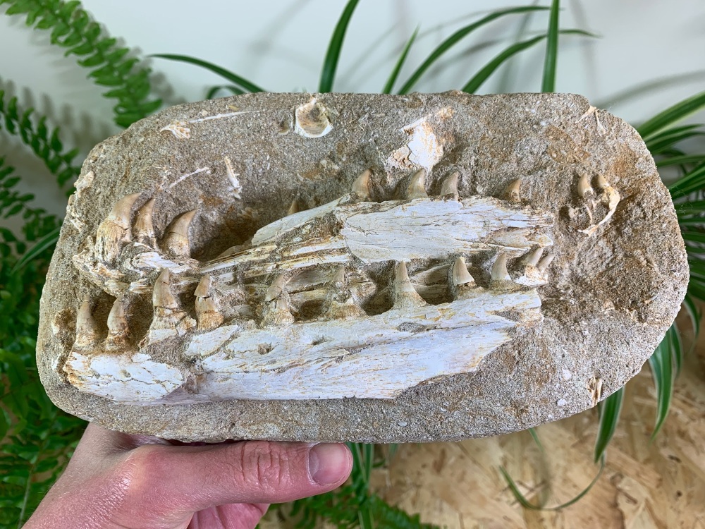 Mosasaur Jaw with Teeth  #06