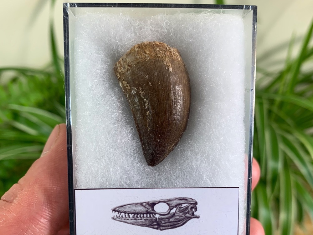Mosasaur Tooth (1.37 inch) #02
