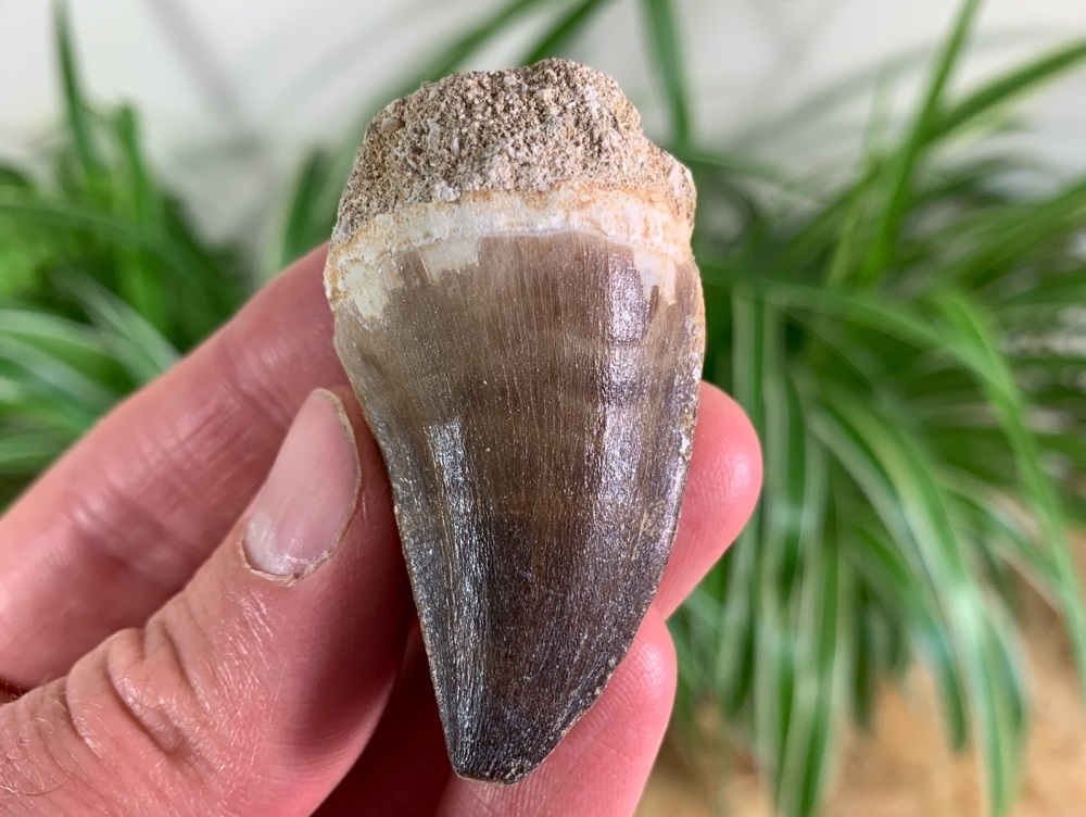 Mosasaur Tooth (1.63 inch) #15