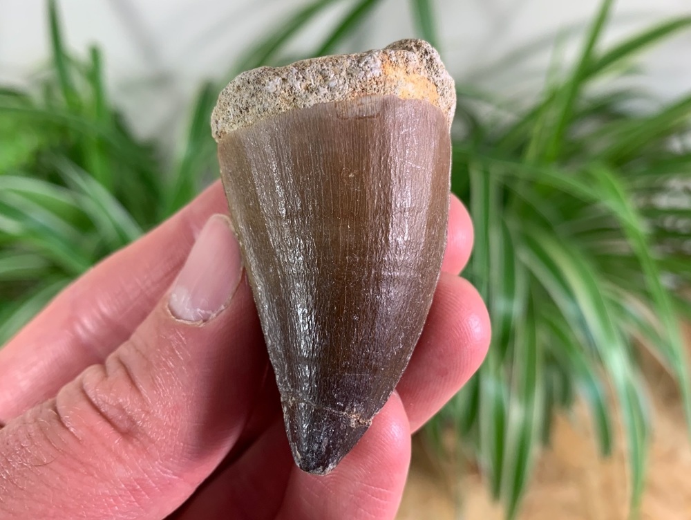 Mosasaur Tooth (1.88 inch) #16