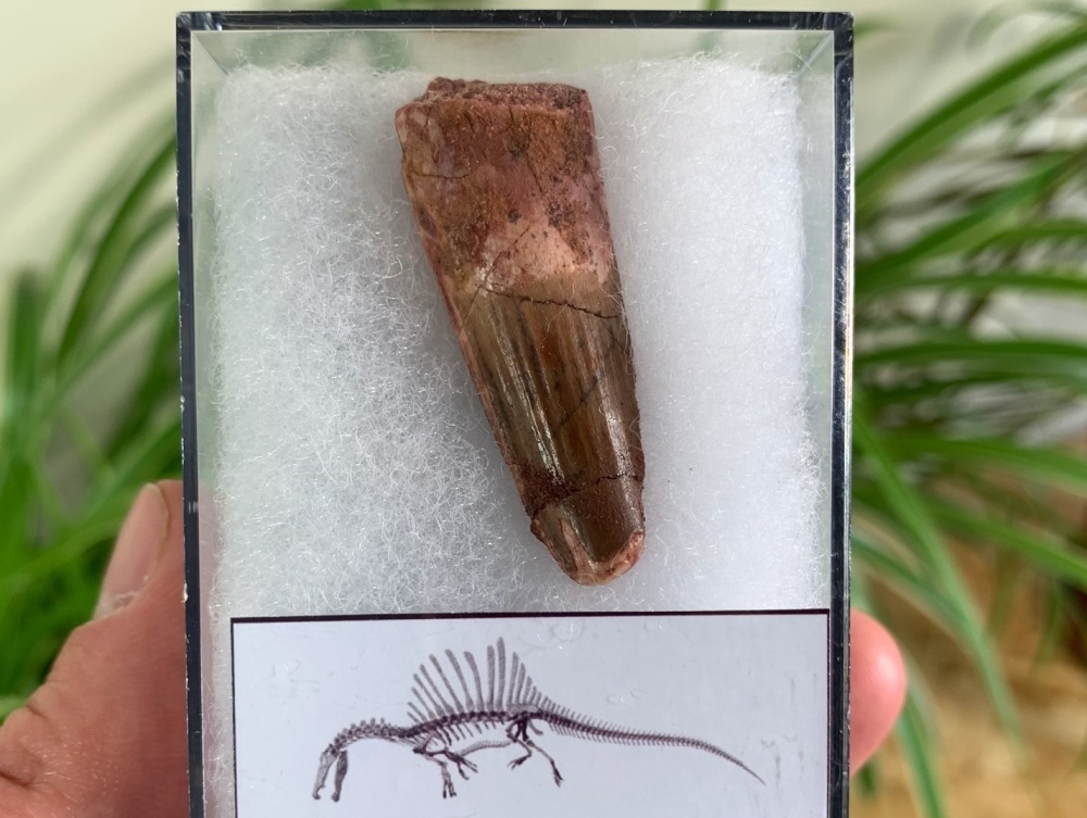 Spinosaurus Tooth - 1.56 inch #SP14