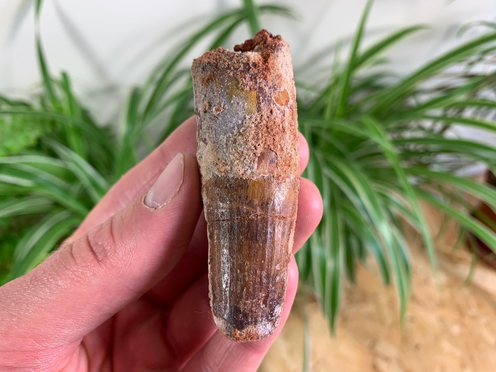 Spinosaurus Tooth - 3 inch #SP19