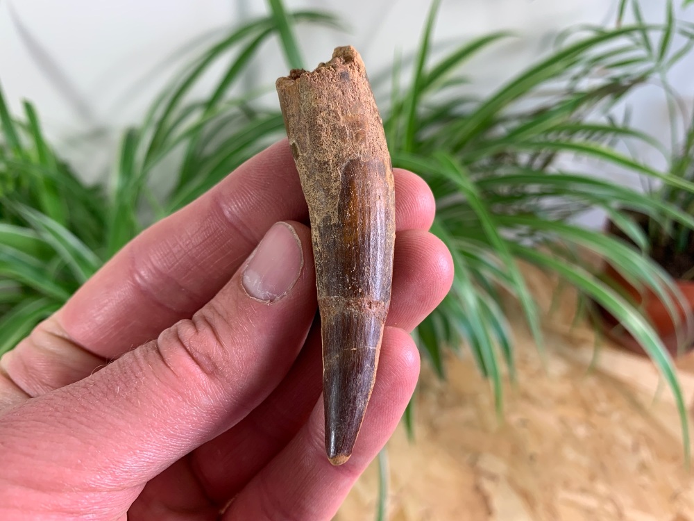 Spinosaurus Tooth - 2.88 inch #SP21
