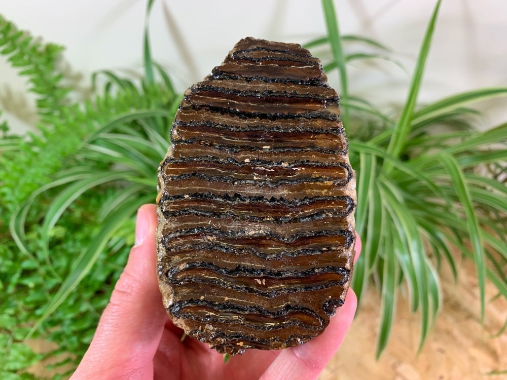 Woolly Mammoth Tooth (Partial) #07