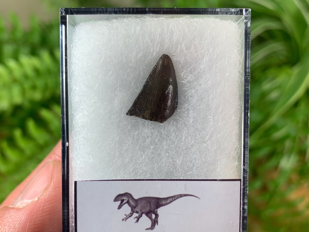 Theropod Tooth, France #02