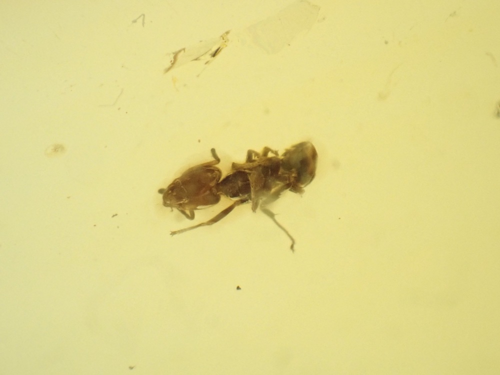 Dominican Amber Inclusion #04 (Ant Inclusion)