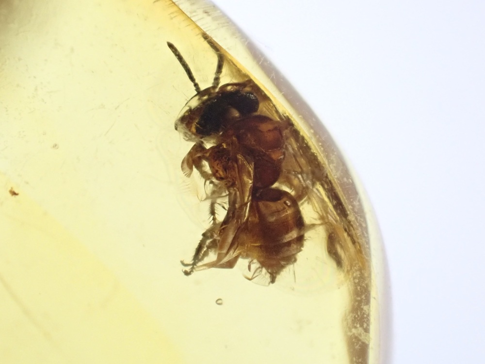 Dominican Amber Inclusion #06 (Bee inclusion)