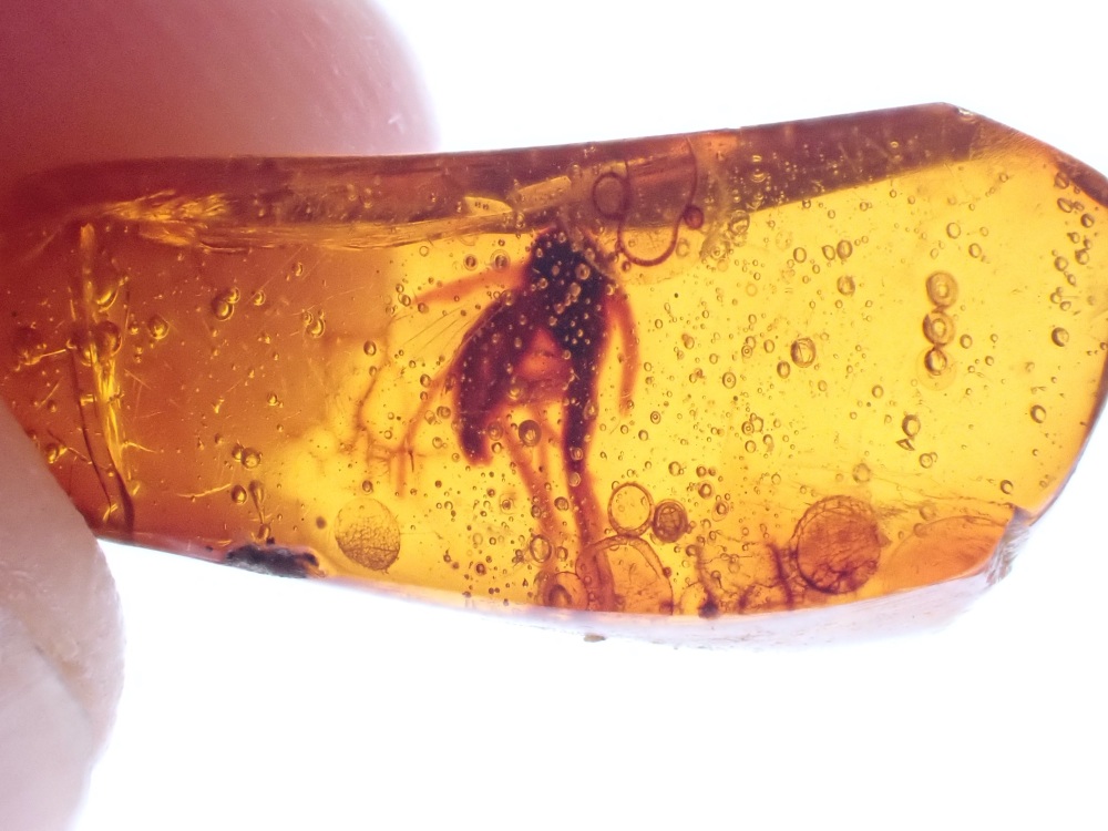 Dominican Amber Inclusion #16 (Winged Insect inclusion)