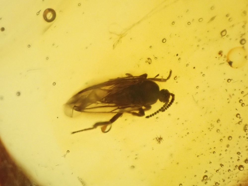 Dominican Amber Inclusion #25 (Winged Insect inclusion)