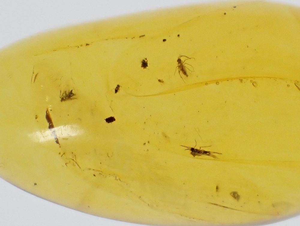 Dominican Amber Inclusion #27 (small winged insect inclusions)