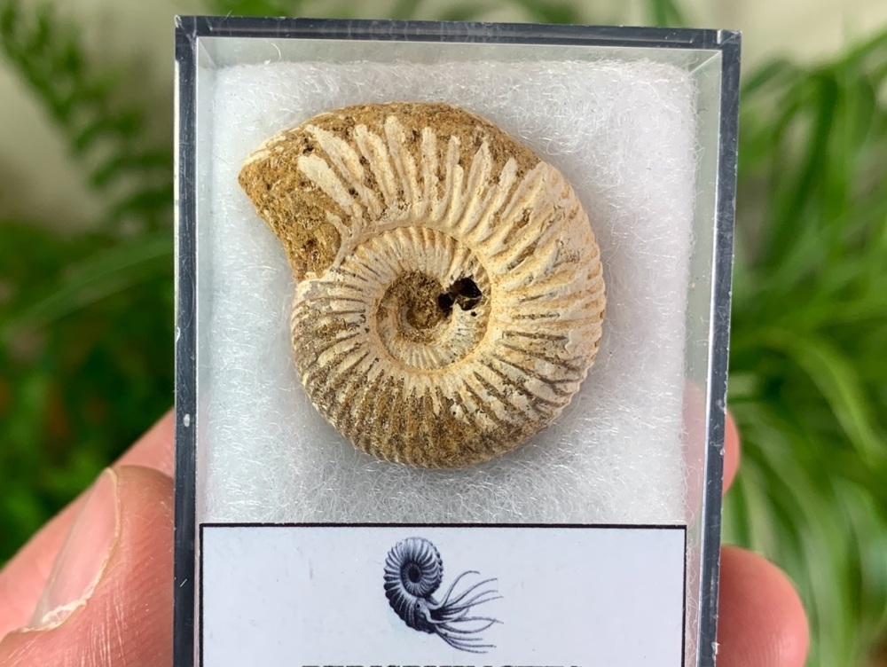 Perisphinctes Ammonite - 2.8CM #02