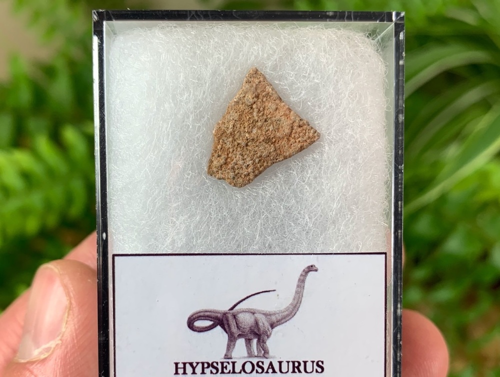 Hypselosaurus Sauropod Eggshell #01