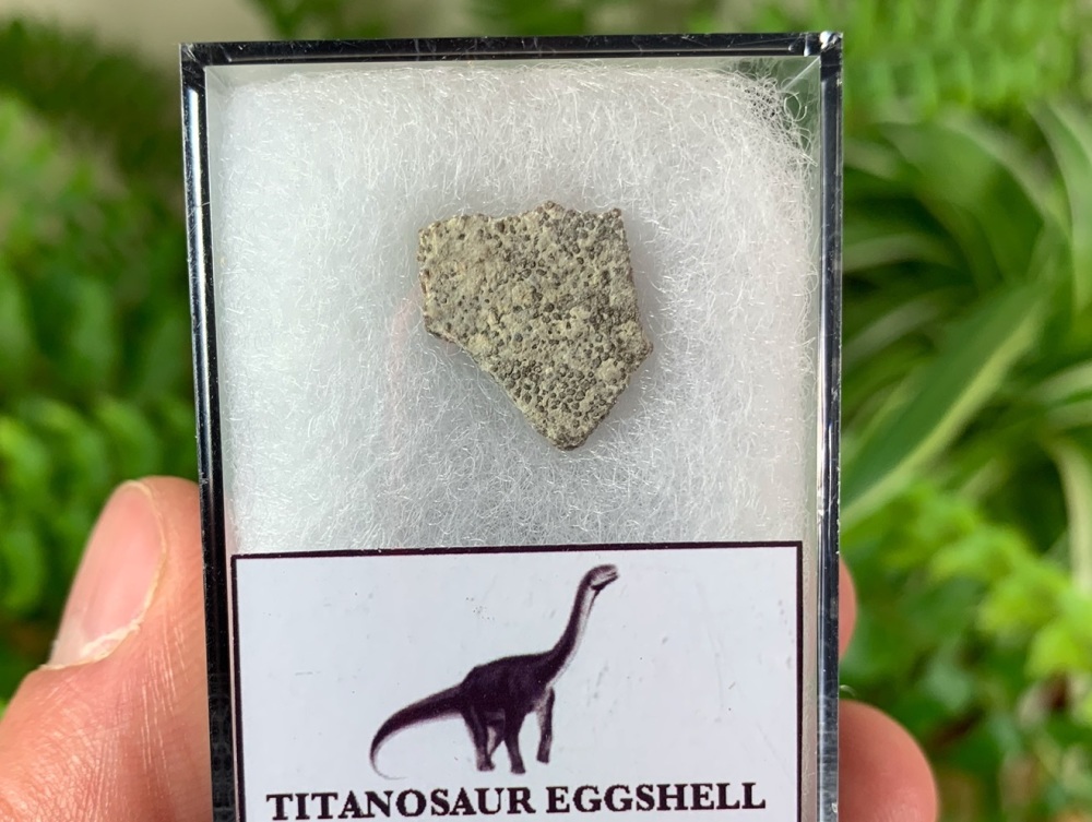 Titanosaur Sauropod Eggshell, France #03