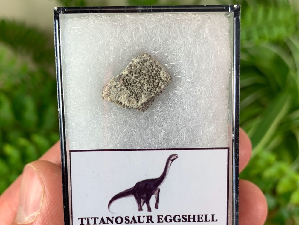Titanosaur Sauropod Eggshell, France #07