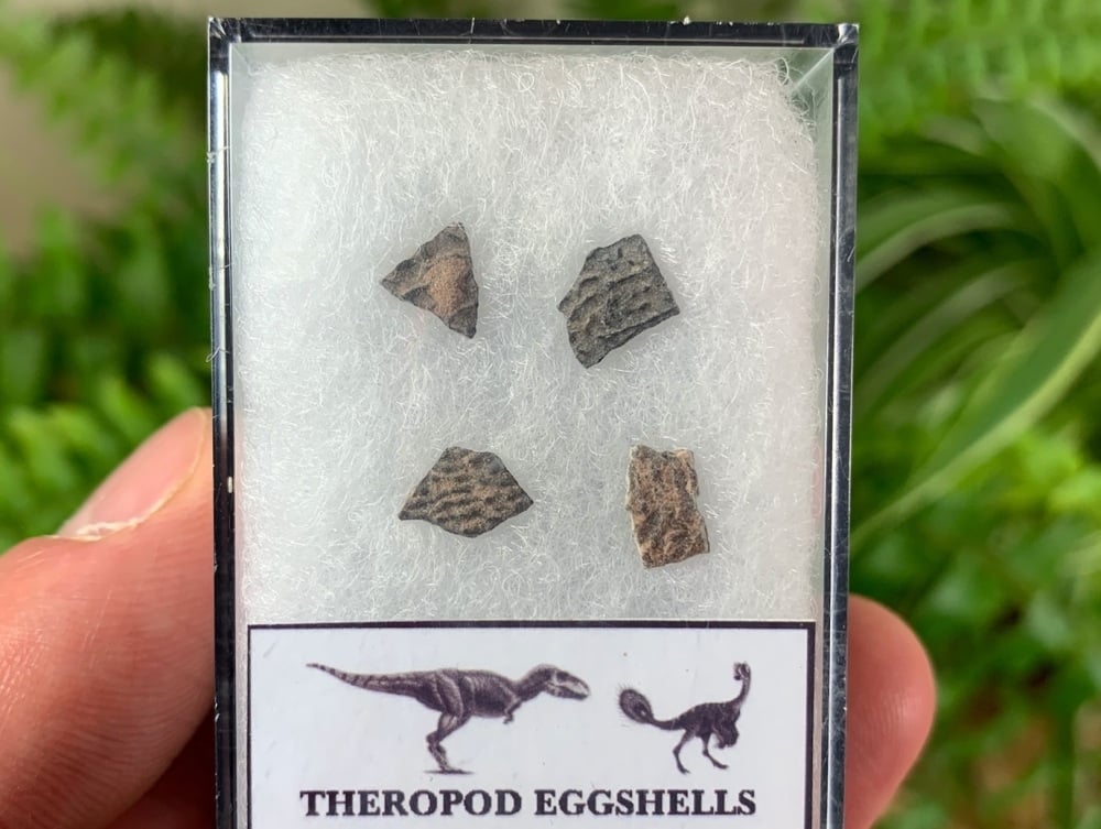 Theropod Dinosaur Eggshells (Nanxiong, China) #01