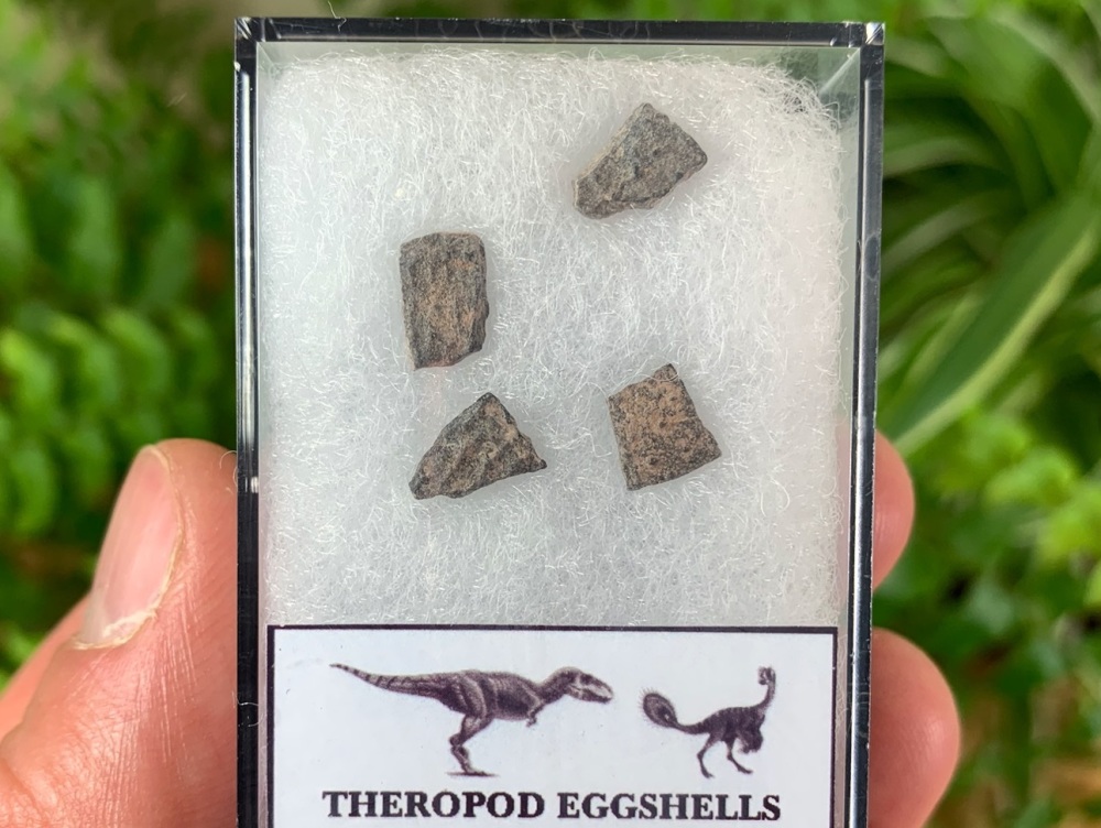 Theropod Dinosaur Eggshells (Nanxiong, China) #06