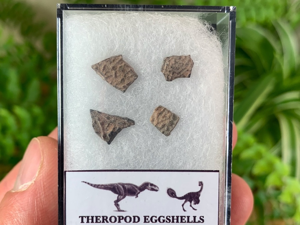Theropod Dinosaur Eggshells (Nanxiong, China) #08