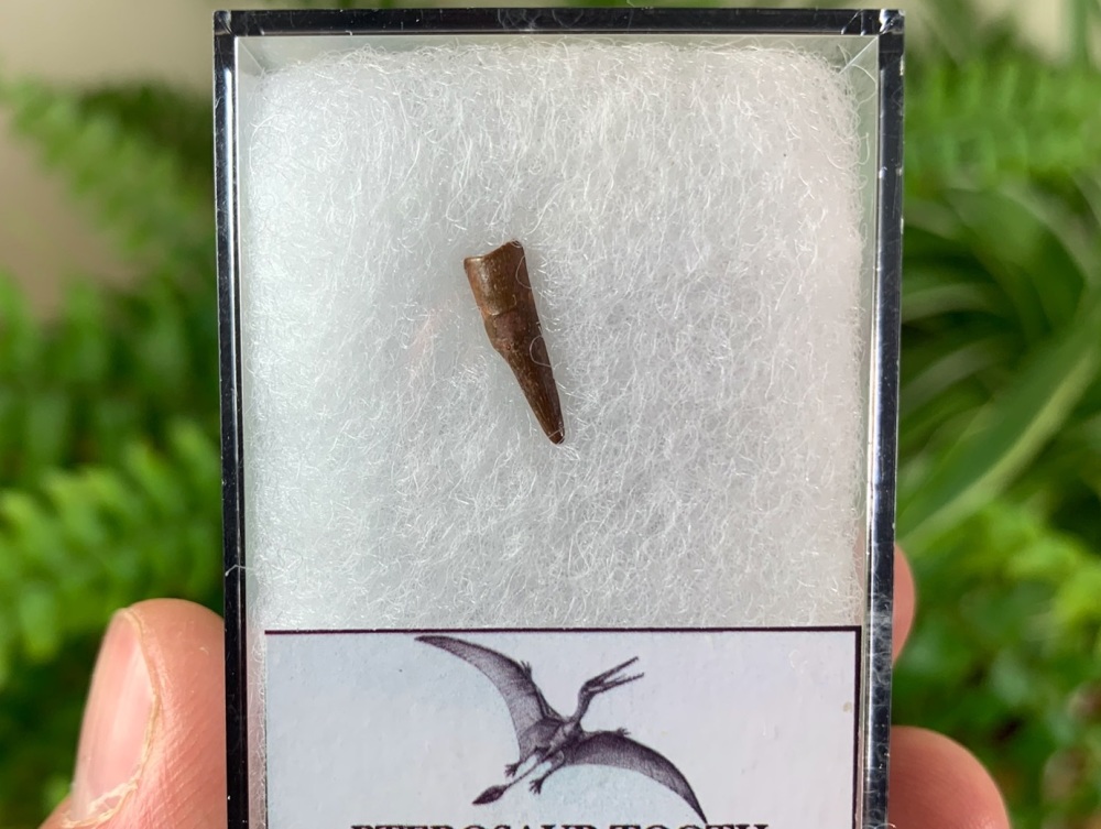 Pterosaur Tooth, Morocco #02