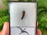 Pterosaur Tooth, Morocco #03