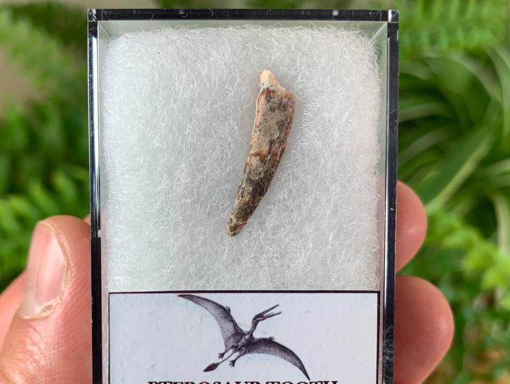 Pterosaur Tooth, Morocco #05