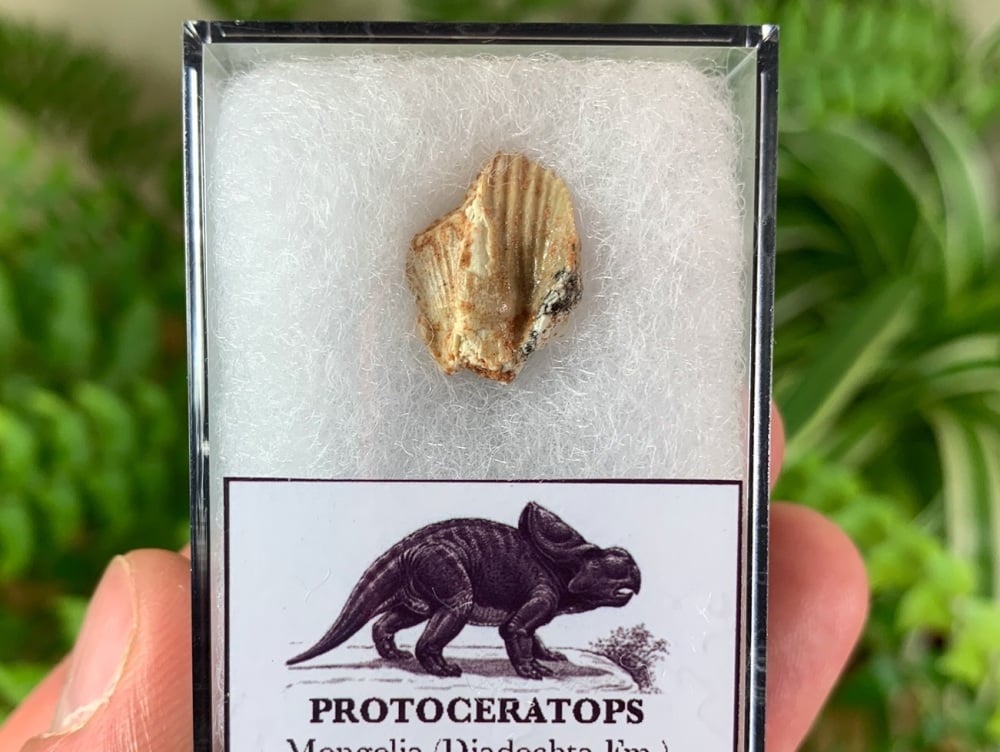 Protoceratops Tooth #02