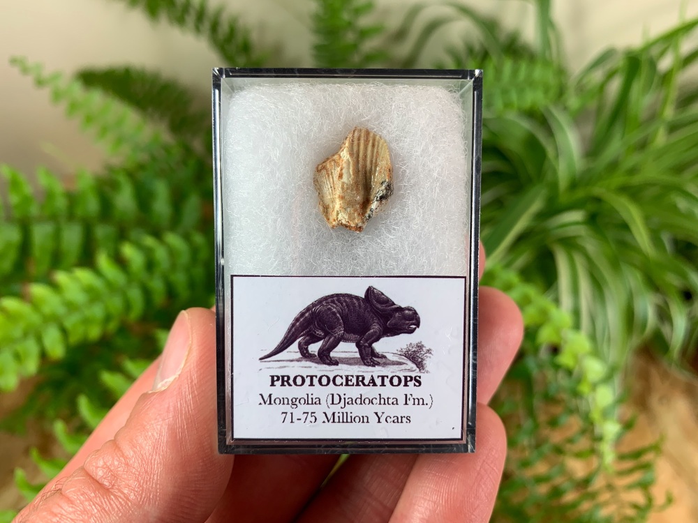 Protoceratops Tooth #02