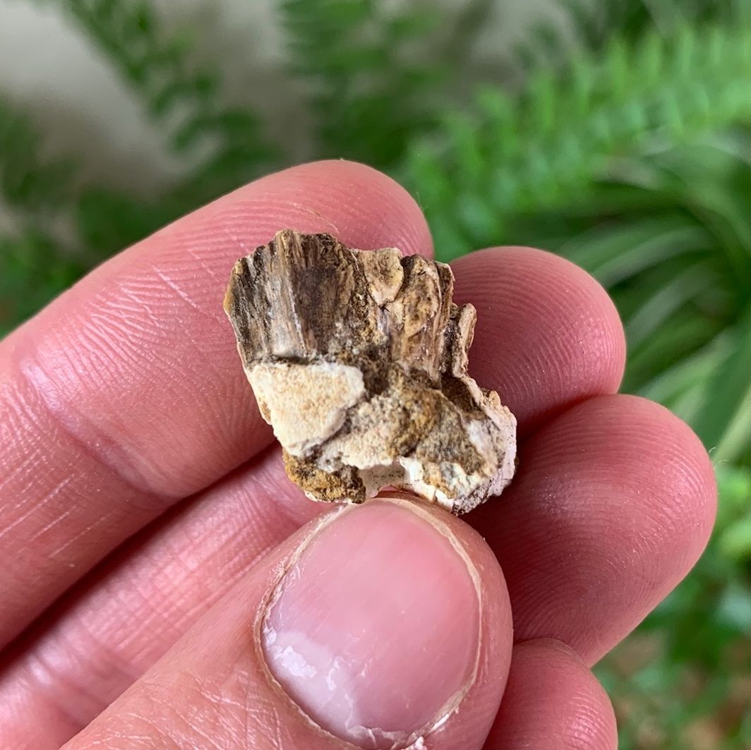 Protoceratops Teeth #03
